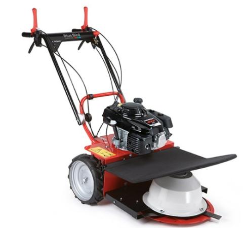 BLUEBIRD BUSH BOY ALHAMBRA TS ALLESMAAIER